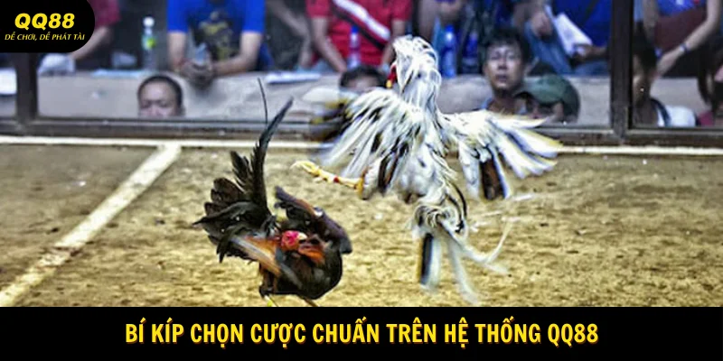 Đá Gà Tre QQ88 - Theo Dõi Màn Đấu Kịch Tính 2025 3 bi-kip-chon-cuoc-chuan-tren-he-thong-qq88